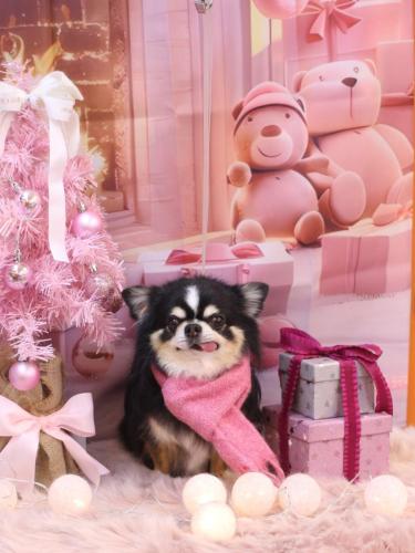 20241227ごまくん